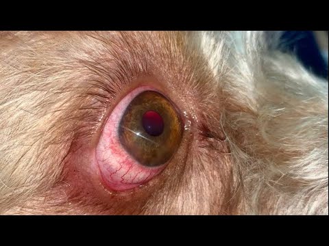 Descubre la verdadera razón detrás de los ojos rojos en perros