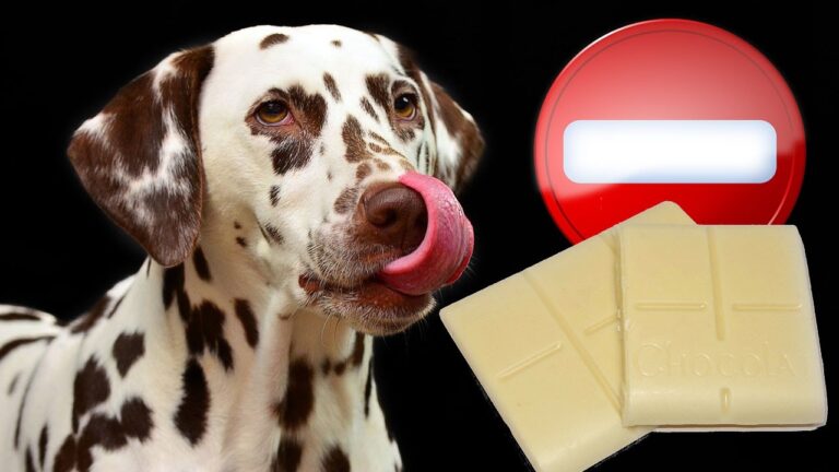 Alerta canina: ¿Sabías que el chocolate blanco es peligroso para los perros?